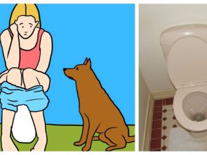 why my dog follows me to the bathroom